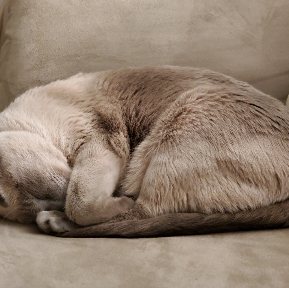 Meet your Posher, Laurianne